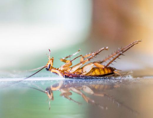 Cockroach Pest Control Tolderol