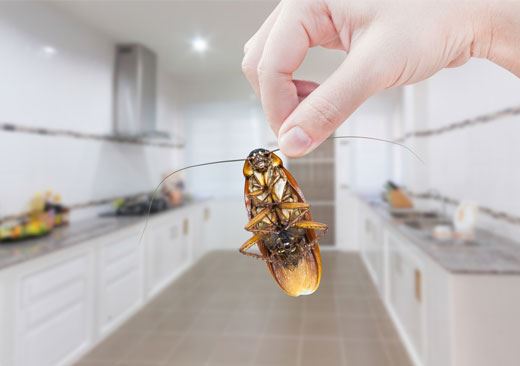Cockroach Pest Control Fiskville