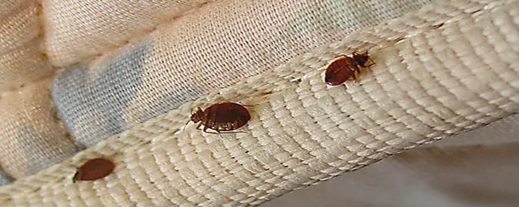 Bed Bugs in The Mattress Cleaning