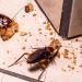 How To Control Roaches Entering Into Your Home?