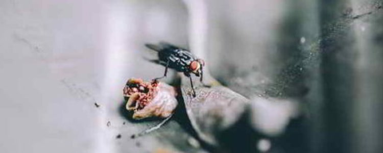 Get Rid Of Flies