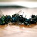 Natural Remedies To Get Rid Of Flies