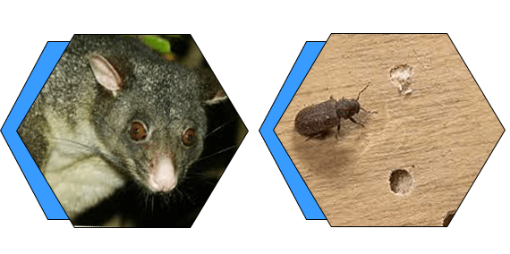 Possum and Borer Removal
