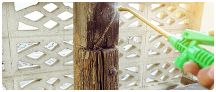 Make Your Home Pest Free In The Spring Season