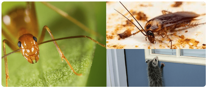 Most-Dangerous-Pests