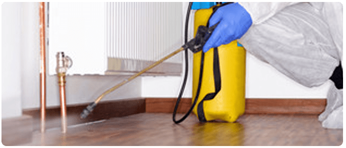 Professional Ant Control Services