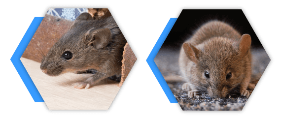Rodent Control Melbourne
